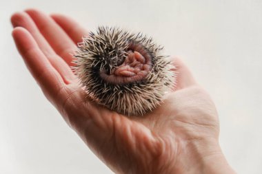 Küçük Kirpi Elde Kıvrılıyor. Afrika cüce kirpi bebeği. Huysuz evcil hayvan..