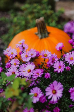  Cadılar Bayramı ve Şükran Günü duvar kâğıdı. Kasımpatı çiçekli sonbahar balkabakları. Sonbahar balkabağı bolluğu.