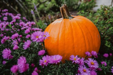 Mor kasımpatı ve portakal kabağı. Balkabağı bolluğu. Sonbaharda Mor Asterli Balkabağı. Ekim bayramı sembolü.