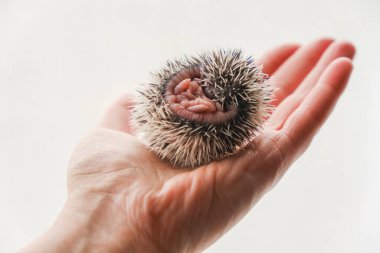  Afrika pigme kirpi bebeği. Huysuz şirin evcil hayvan. Kirpi, İnsan Eli Altında. El Üstünde Bebek Kirpinin Yakın Çekimi.. 