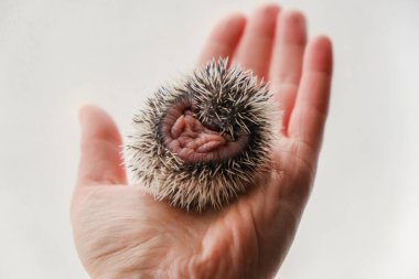 Yeni doğmuş kirpi avuçta yakın plan ışık arka planda. Kirpi avucunun içinde kıvrılmış. Afrikalı cüce kirpi bebek. Kirpi İnsan Eli Altında. El Üstünde Bebek Kirpi 'nin Yakın Çekimi.. 