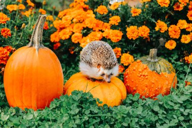 Merhaba Autumn.Portakal Çiçekli Bahçedeki Balkabağı 'nda kirpi. Kirpi ve Çiçekli Sonbahar Duvar Kağıdı 