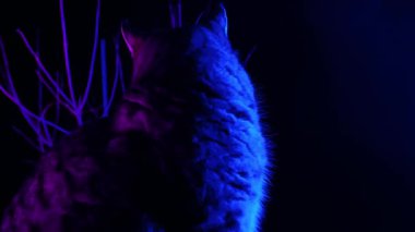 Cadılar Bayramı kedisi. Mor ve mavi ışıkla kedi miyavlıyor. Mistik bir atmosfer. 4k görüntü