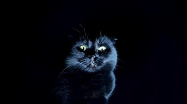 Kara Kedi 'nin cadılar bayramı. Siyah bir kediye benziyor. Cadılar Bayramı sembolü. Karanlıkta siyah kedi silueti. Büyücülük ve sihirli atmosfer. 4k görüntü
