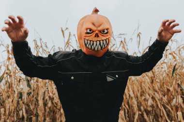 Cornfield 'da Kabak Canavarı. Mısır tarlasında Cadılar Bayramı karakteri..