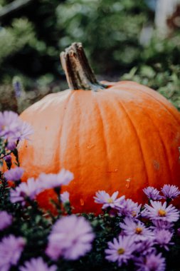 Mor Çiçekli Balkabağı. Balkabağı hasadı. Cadılar Bayramı ve Şükran Günü duvar kağıdı