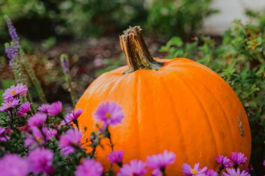 Merhaba sonbahar. Mor Çiçekli Turuncu Balkabağı. Çiçekler ve Balkabağı Duvar Kağıdı.