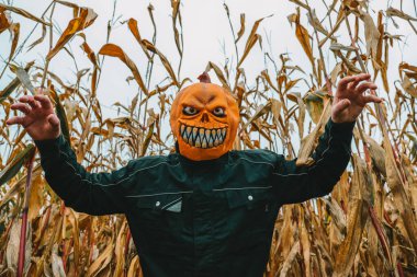 Cornfield 'da balkabağı maskesi. Gri sonbahar gökyüzünde balkabağı canavarı ve mısır koçanları ile Cadılar Bayramı arka planı.. 