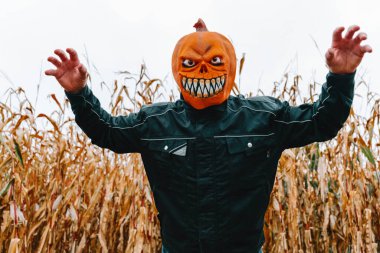 Cornfield 'da Balkabağı Kafa Maskesi Giyen Adam. Cornfield' da Balkabağı Kafalı Adam. Gri sonbahar gökyüzünde balkabağı canavarı ve mısır koçanları olan Cadılar Bayramı arkaplanı. Komik Cadılar Bayramı geçmişi