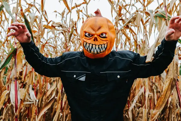 Siyah takım elbiseli balkabağı canavarı mısır tarlasında koşar ve kollarını uzatır. Cadılar Bayramı tüyler ürpertici havası.. 