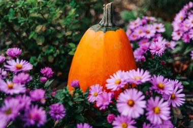 Merhaba Autumn. Sonbahar Bahçesinde Mor Asterli Balkabağı. Cadılar Bayramı ve Şükran Günü duvar kağıdı..