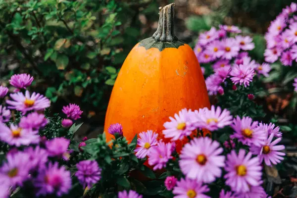 Merhaba Autumn. Sonbahar Bahçesinde Mor Asterli Balkabağı. Cadılar Bayramı ve Şükran Günü duvar kağıdı..