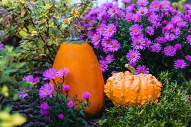 Sonbaharda Mor Asterlı Balkabağı. Mor kasımpatı ve portakal kabağı. Çiçekler ve balkabağı duvar kağıdı.. 
