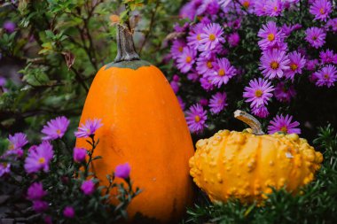 Balkabağı hasadı. Balkabağı ve çiçeklerle sonbahar arkaplanı. Mor kasımpatı ve turuncu balkabağı..