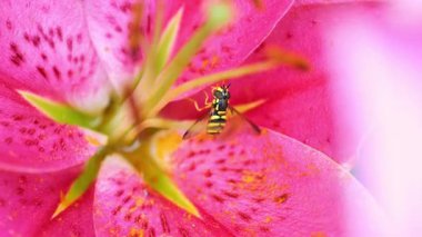 Pembe Asyalı Lily Macro ve Wasp. Çiçekler ve böcekler yaz bahçesinde. Çiçek açan yaz bahçesi atmosferi.