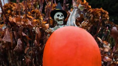 Ortanca çalılıklarında balkabağı ve alacakaranlıkta parlayan ışık olan iskelet dekoru. Sonbahar çiçeklerinde beyaz iskelet süslemesi. Cadılar Bayramı Sokağı Korkunç Tatil Dekorasyonları. 4k görüntü