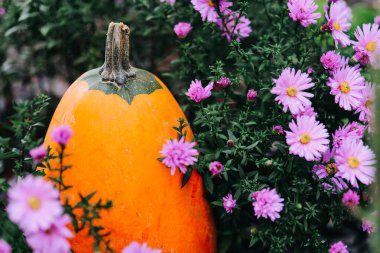 Sonbahar Balkabakları ve Pembe Kasımpatılar. Balkabağı hasadı. Sonbahar balkabağı bolluğu. Ekim bayramı sembolü. 