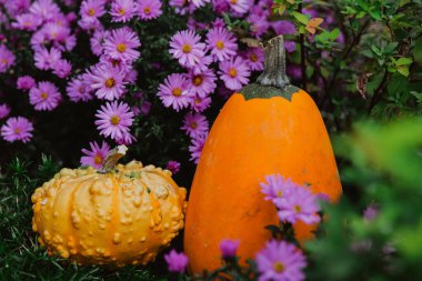  Sonbahar balkabağı bolluğu. Mor çiçekli portakal kabağı. Ekim bayramı sembolü. 