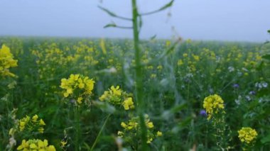 Sisli bir sabah manzarası. Sis içindeki kolza tohumu tarlası. Örümcek ağları ve çiy ve sisli sarı çiçekler. Gizemli gizemli bir atmosfer. 4k görüntü