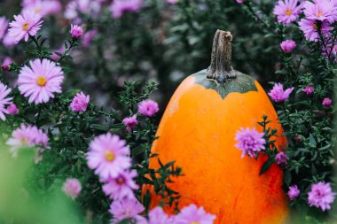 Cadılar Bayramı ve Şükran Günü duvar kâğıdı. Sonbahar Bahçesinde Mor Asterli Balkabağı. Balkabağı arkaplanı.. 