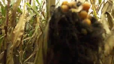 Cadılar Bayramı mısır tarlası geçmişi. Kasvetli, gri sonbahar gökyüzünün altındaki tüyler ürpertici mısır tarlası. Hiperlapa. Gri gökyüzünün altında kurumuş saplar ve mısır başakları. 4k görüntü