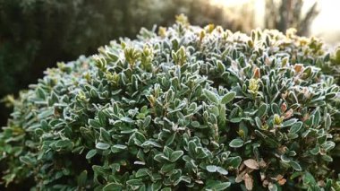 Buzlu bir sabah bahçesinde buzla kaplanmış boxwood çalısı. Buz gibi hava 45 'liği görüntüleri.