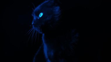Siyah bir kediye benziyor. Cadılar Bayramı sembolü. Karanlıkta mavi ışıkta siyah kedi silueti. Kara kediler karanlıktan bakar. Büyücülük ve sihirli atmosfer. 4k görüntü