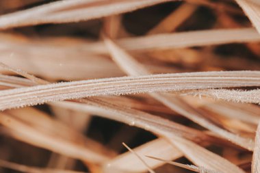  Bitkilerde buz. Kışın Imperata silindiri. Kışın Frosty Grass Blades. Kışın bahçede daimi mısır gevrekleri