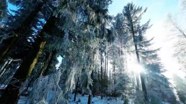Mavi gökyüzünün altında beyaz kar altında ağaçlar ve güneş parlıyor. Kış doğası ve hava durumu. Dairesel manzara. 4k görüntü
