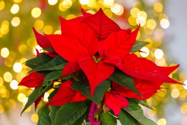 Poinsettia Fabrikası. Altın rengi Bokeh arkaplanlı kırmızı noktalı çiçek. Parlayan bir Noel ağacında Noel yıldızı çiçeği. Bayram sembolik Noel çiçekleri.