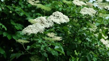 Yaşlı böğürtlen çiçek açmış. Yaşlı böğürtleninin beyaz çiçek başlıkları. Beyaz mürver çiçekleri yakın plan. Çiçek açan Sambucus çalılığı. Şifalı bitkiler ve bitkiler. Yeşil eczane ve homeopatik 45 'lik görüntüler.