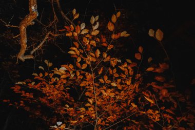 Portakal yapraklı ağaç dalları. Cadılar Bayramı arka planı. Karanlık Orman 'da Yaprak ve Dallar. 