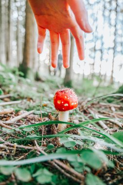 Ormanda Uçan Agarik Mantarlar İçin El Uzanıyor. Amanita Mantarı 'nın Eli Uzanıyor. Kırmızı ve Beyaz Mantarın Yakın Çekimi.. 