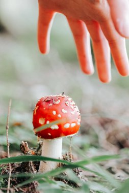 El Ulaşan Amanita Mantarı. Kırmızı ve Beyaz Mantarın Yakın Çekimi. Tehlikeli Zehirli Mantarlar.. 