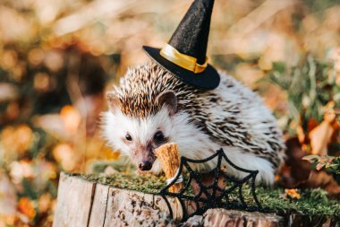 Cadılar Bayramı kirpisi. Cadılar Bayramı dekorasyonlu kirpi. Sonbahar güneşli ormanlarında cadılar bayramı süslemeleri olan cadı şapkalı kirpi. Hayvanlar ve evcil hayvanlarla dolu bayram sonbahar cadılar bayramı duvar kağıtları.