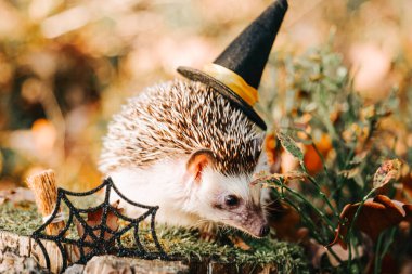  Cadılar Bayramı süslemeleri olan cadılar bayramı şapkalı kirpi güneşli bir sonbahar ormanında bir kütük üzerinde. Hayvanlar ve evcil hayvanlarla dolu bayram sonbahar cadılar bayramı duvar kağıtları.