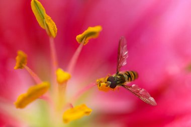 Arı Tozlaştıran Çiçek 'in yakın çekimi. Bahçedeki Pembe Zambak Çiçeği 'nin yakın çekimi. Pembe Zambak ve Tomurcuklar' ın yakın çekimi. Arılı Pembe Zambak Çiçeğinin Yakın Çekimi.