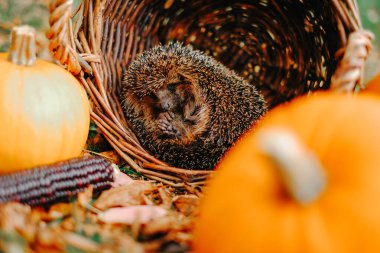 Sonbaharda Balkabaklarıyla çevrili bir kirpi. Kirpi topuklarına yakın çekim. Orman hayvanları ve sakinleri.