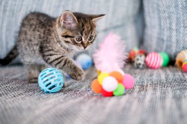 Kedi yavrusu tüylerle oynuyor. Evde oyuncaklarla oynayan kedi yavrusu. Sevimli bir evcil hayvan.