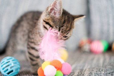 Kedicilik oynuyorum. İçeride Tüylü Kedi Yavrusu oynuyorum. Tüylerle oynayan sevimli bir kedi yavrusu..