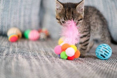  Tüylerle oynayan sevimli kedi yavrusu. Kapalı alanda oyuncaklarla oynayan kedi yavrusu.