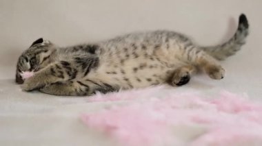 Tüylerle oynayan sevimli bir kedi yavrusu. Kedi yavrusu pembe tüylerle oynuyor. Bej kanepede tüyle oynayan enerjik tekir kedicik..