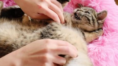 Pembe tüylü bir yatakta oynayan tekir kedileri. Elleri kedi yavrusu oynarken okşuyor. Sevimli oynak hayvanlar.. 