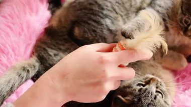 Kedi yavrularıyla oynayan kadın eller. Pembe kabarık bir yatakta oynayan tekir kediler.. 