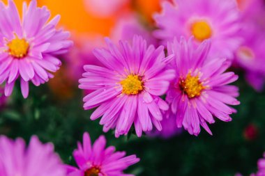 Mor Aster Çiçekleri 'nin yakın çekimi. Sonbahar bahçesinde kasımpatı mor yakın plan..