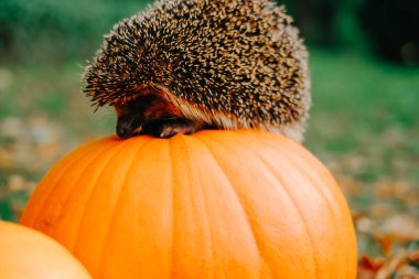Kirpi ve Balkabağı ile Sonbahar Duvar Kağıdı. Balkabağının üstünde oturan kirpi.