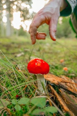 Yenilemez mantar. Yeşil, uzun otlarda uçan agarikler. Ormandaki kırmızı mantara uzanan eller. 
