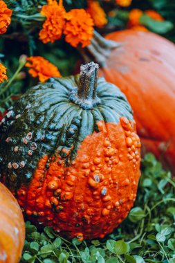 Balkabağı hasadı. Yeşil yoncalı balkabakları ve kadife çiçekleri. Bahçede Marigoldlarla çevrili balkabakları. Kabak arkaplanı