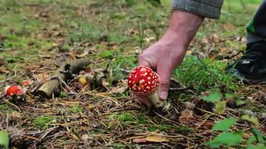 Fly agaric.Adam yerden yakın plan bir sinek çıkarıyor. Tehlikeli zehirli mantarlar. 4k görüntü