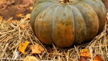 Merhaba Autumn. Cadılar Bayramı ve Şükran Günü. Kabaklar ve samandaki kasımpatı çiçekleri. 4k görüntü